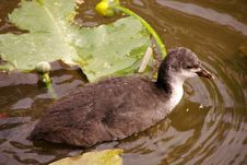 A Coot And Water Lily S Stock Photography