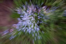 Forget-me-not Abstraction Stock Photos Forget-me-not Abstraction Stock Photos