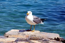 Sea Gull - Larus Argentatus Stock Photography