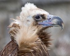 Griffon Vulture 4 Stock Images