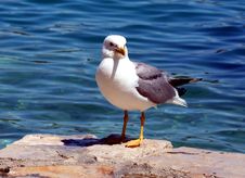Sea Gull - Larus Argentatus Royalty Free Stock Image