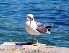 Sea Gull - Larus Argentatus Royalty Free Stock Image