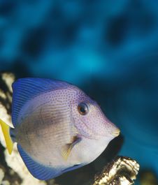 Exotic Fish Royalty Free Stock Photos Exotic Fish Royalty Free Stock Photos