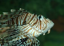 Exotic Fish Stock Photos Exotic Fish Stock Photos
