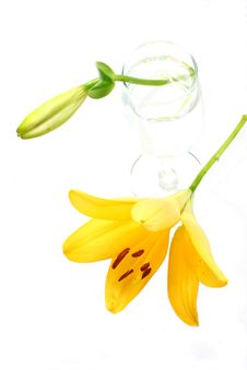 Yellow Lilies Royalty Free Stock Images Yellow Lilies Royalty Free Stock Images