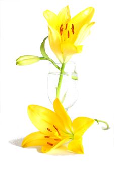 Yellow Lilies Royalty Free Stock Images Yellow Lilies Royalty Free Stock Images