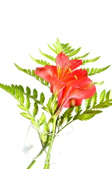 Lilies And Fern Leaves Royalty Free Stock Images