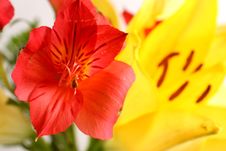 Bouquet Of Lilies Stock Photo Bouquet Of Lilies Stock Photo