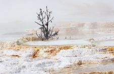 Yellowstone Terraces Stock Images