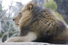 Lion Profile Stock Photography