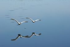 Pair Of Swans Flying Together Stock Photo