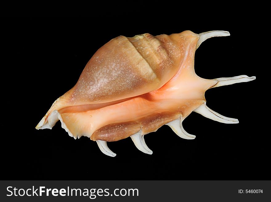 Shell with horns