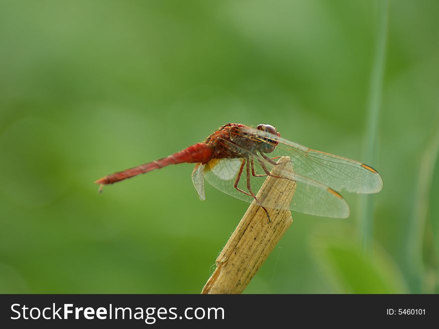 Dragon Fly Indian Species