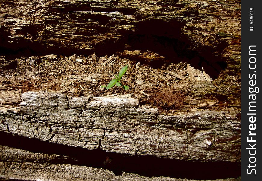 A baby sapling emerging from the trunk of a dead and decaying fallen tree. A baby sapling emerging from the trunk of a dead and decaying fallen tree.