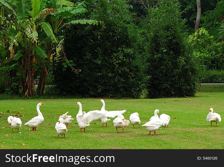 A flock of geese walking on grass land in summer.