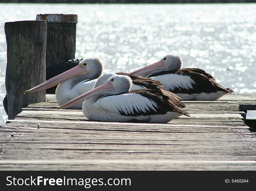 Three pelicans sitting against the wind on a sunny wharf at Terrigal. Three pelicans sitting against the wind on a sunny wharf at Terrigal.