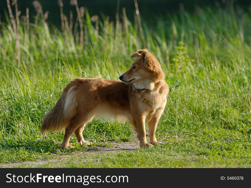 A sheltie standing on the grass in the evemimg