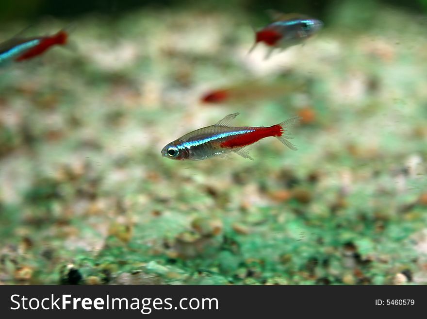 Neon Aquarium Fish