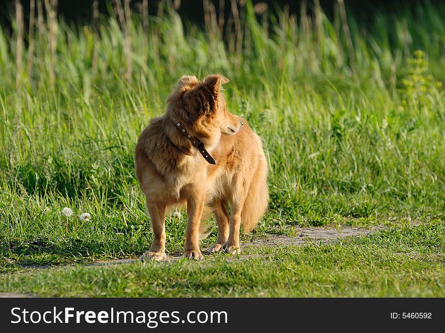 A sheltie standing on the path in the evemimg