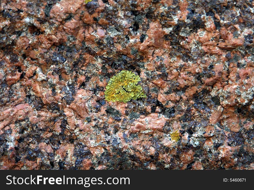 Lichen on a rose stone