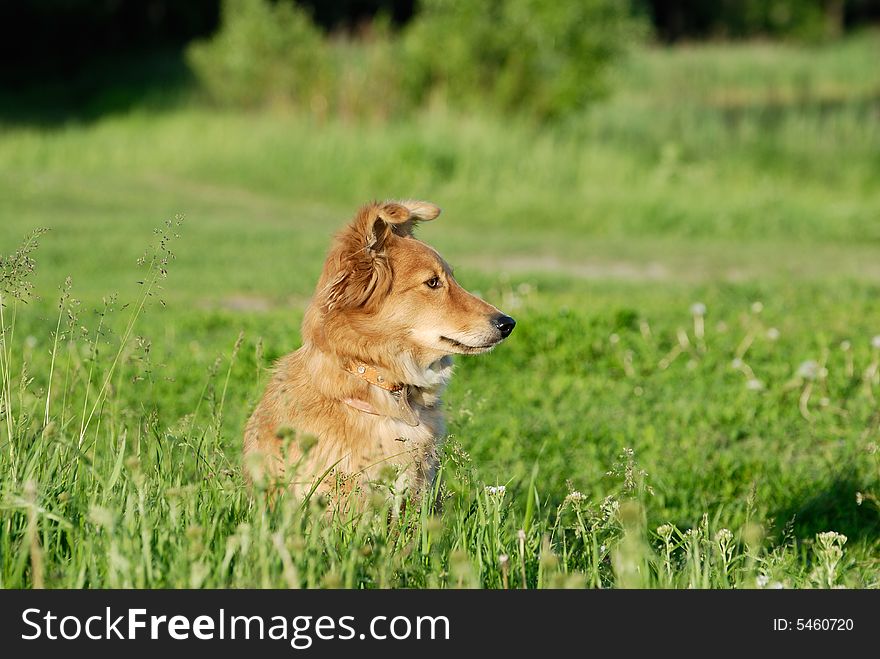 A sheltie in the grass in the evemimg