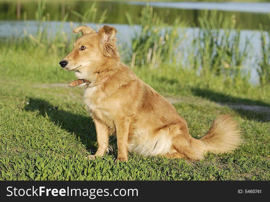 A sheltie sitting on the grass near the lake