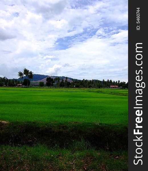 Over look the blue sky and green paddy field