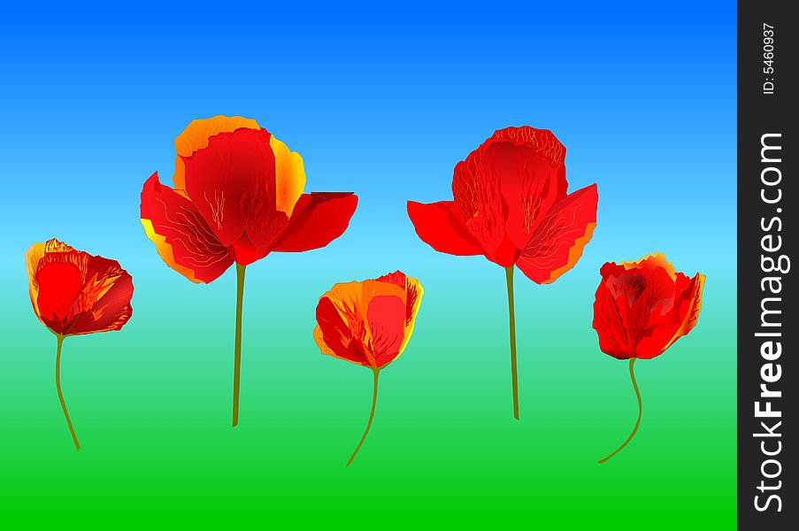 Red poppies,flower  background, illustration.