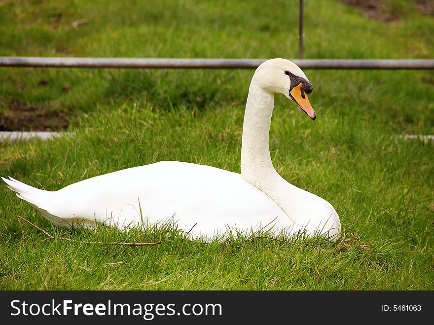 A mute swan lying in the grass