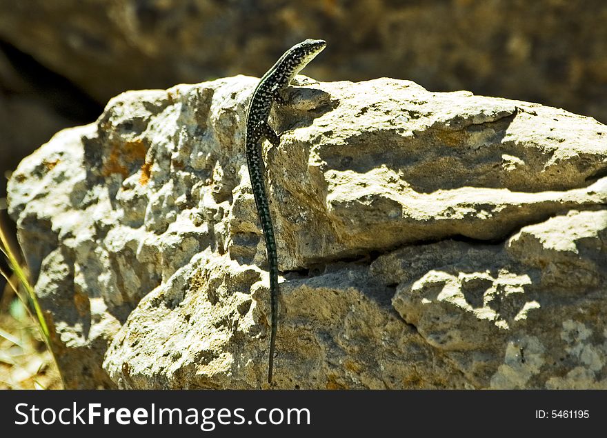 A little lizard close up in Sardinia. A little lizard close up in Sardinia.