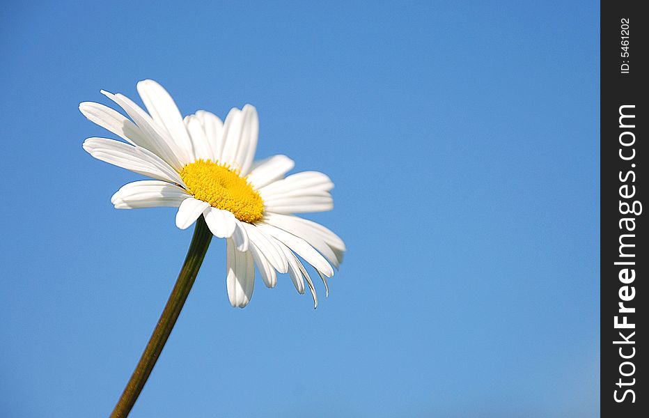 Camomile on a blue background - sky, of course :)
Russia, Summer 2008.