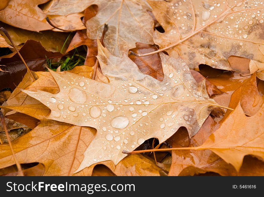 Rain drops on fallen autumn leaves. Rain drops on fallen autumn leaves