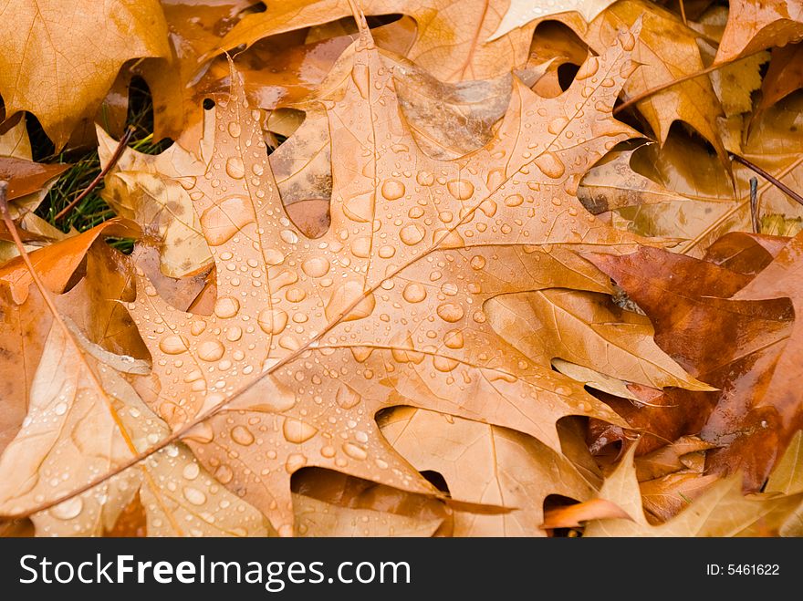 Rain drops on autumn leaves