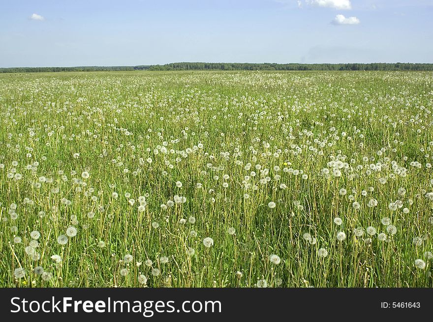 White dandelions on a meadow as a background