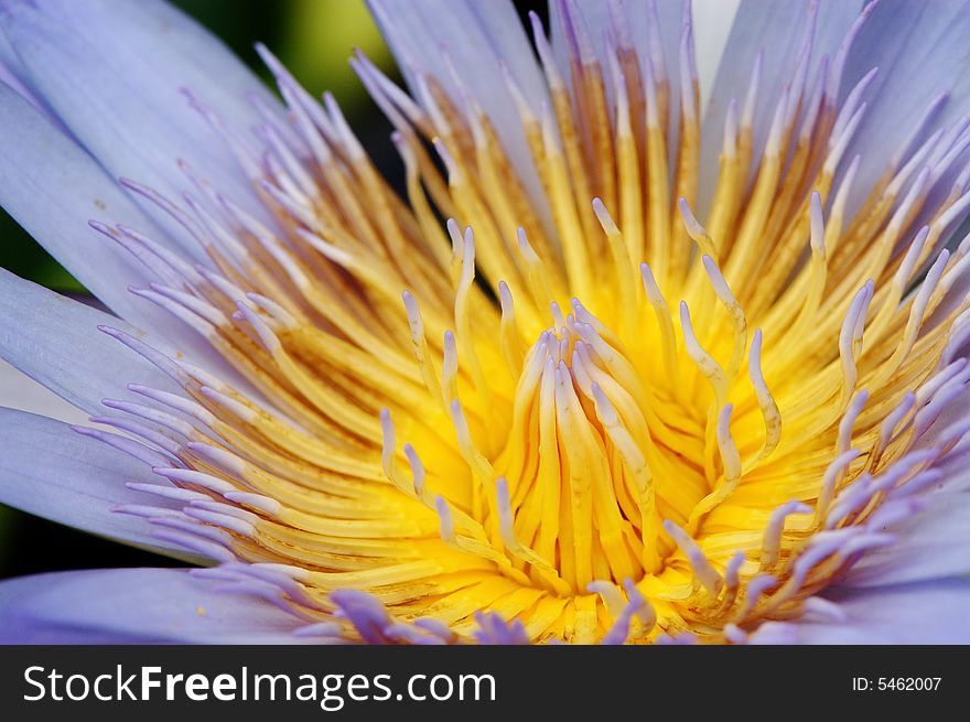 Light Purple Waterlily