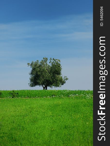 A lonely tree photographed in the Roman countryside