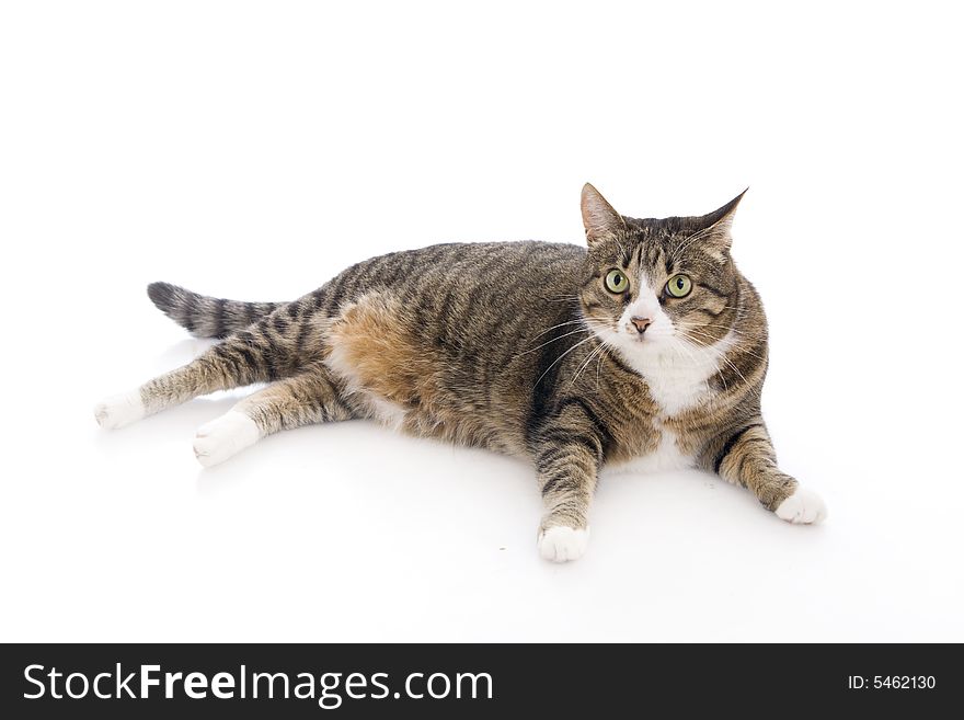 Beautiful Cat Isolated On A White