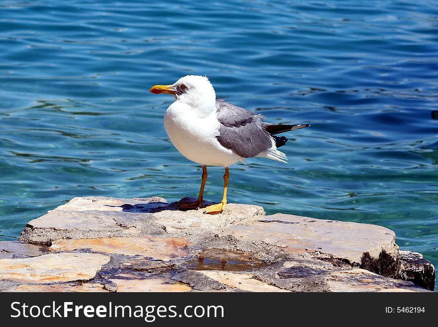 Sea gull on the stone with sea background. Sea gull on the stone with sea background