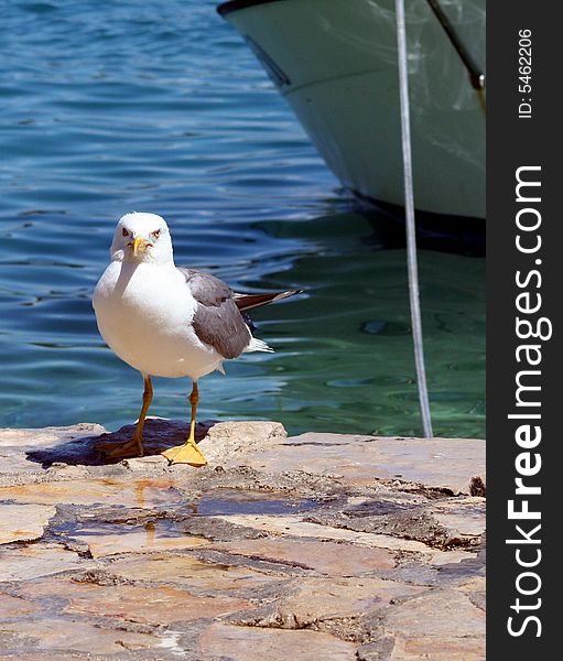 Sea gull on the stone with sea background. Sea gull on the stone with sea background
