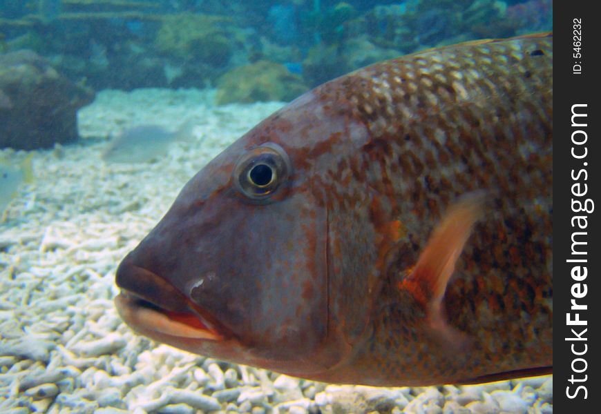 Large Marine Fish Under The Sea