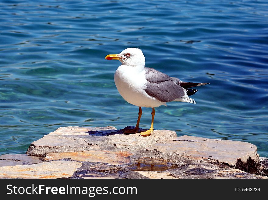 Sea gull - Larus argentatus