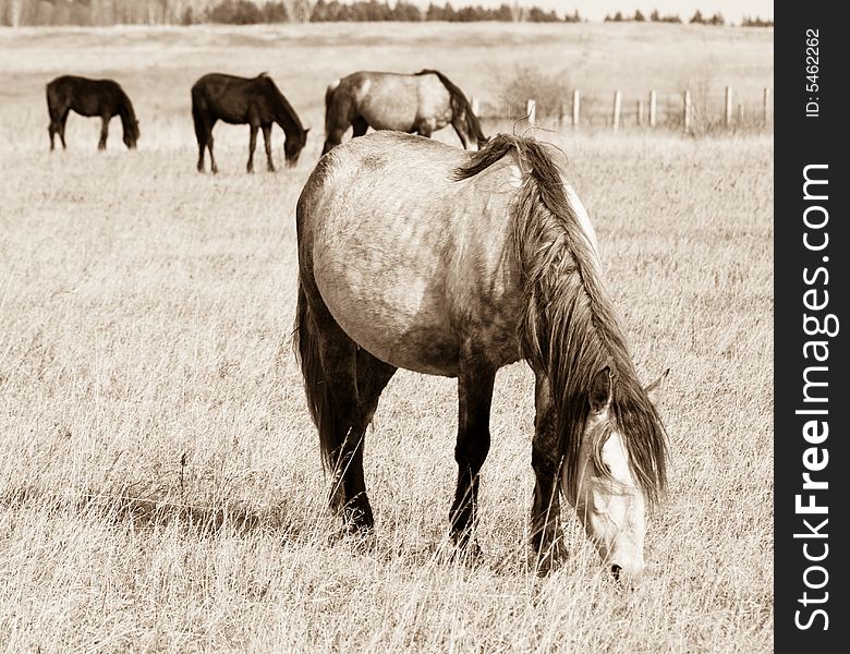 Pasturing Horses Sepia Toned