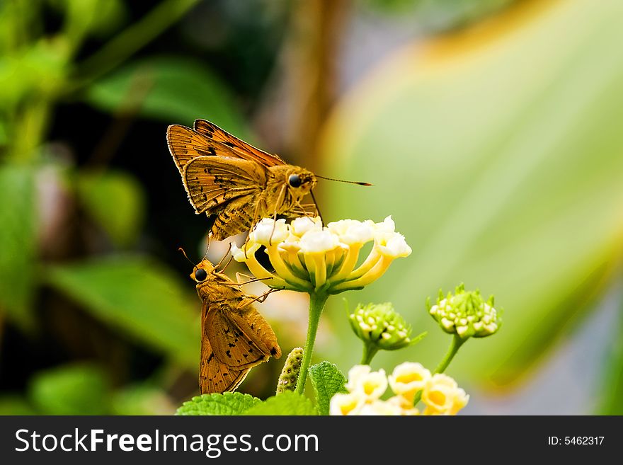 A pair of Fire Skipper butterfly enjoying the sun and collecting nectar.