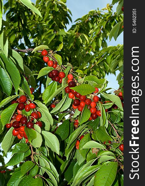 Ripe berries of a sweet cherry