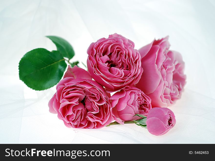 Delicate Pink Rose bouquet on white tulle