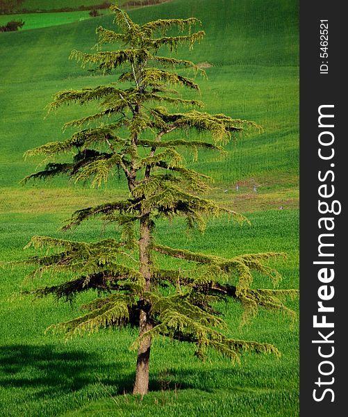 A lonely tree photographed in the Roman countryside