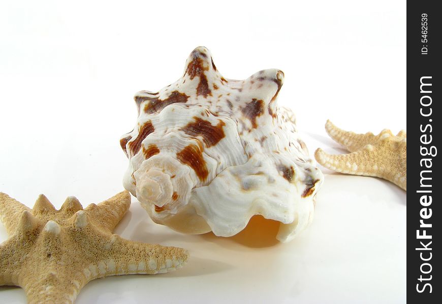 Coral on a white background. Coral on a white background