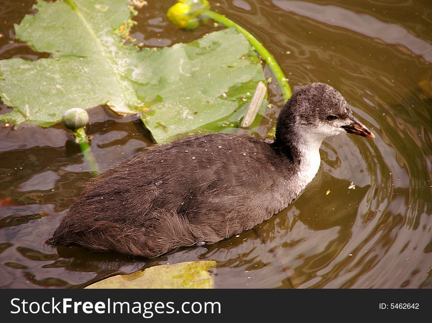 A coot and water lily's