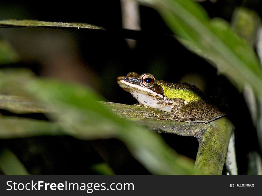 A picture of Frog hiding under the tree leaves in a forest. A picture of Frog hiding under the tree leaves in a forest