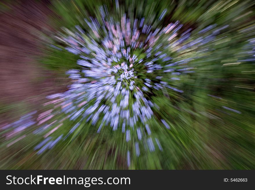 Nice abstract photo of forget-me-not flowers. Nice abstract photo of forget-me-not flowers